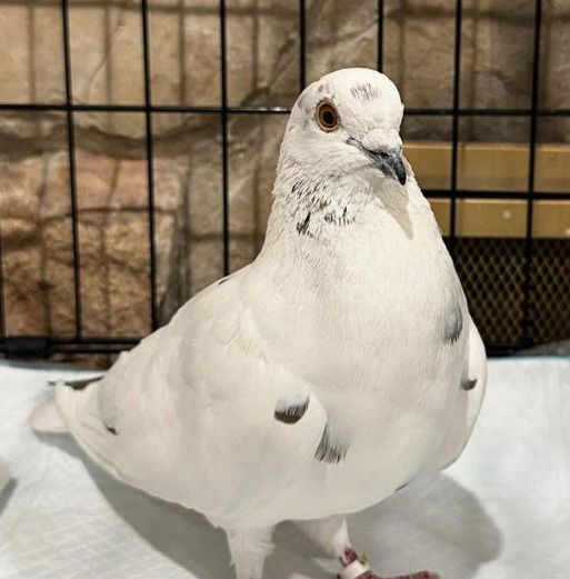 adoptable Bird in San Francisco, CA named Ruse