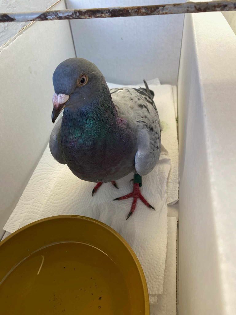 adoptable Bird in San Francisco, CA named Harriet