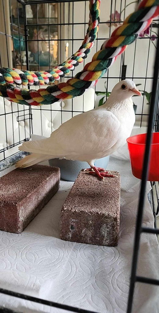 adoptable Bird in San Francisco, CA named Lego