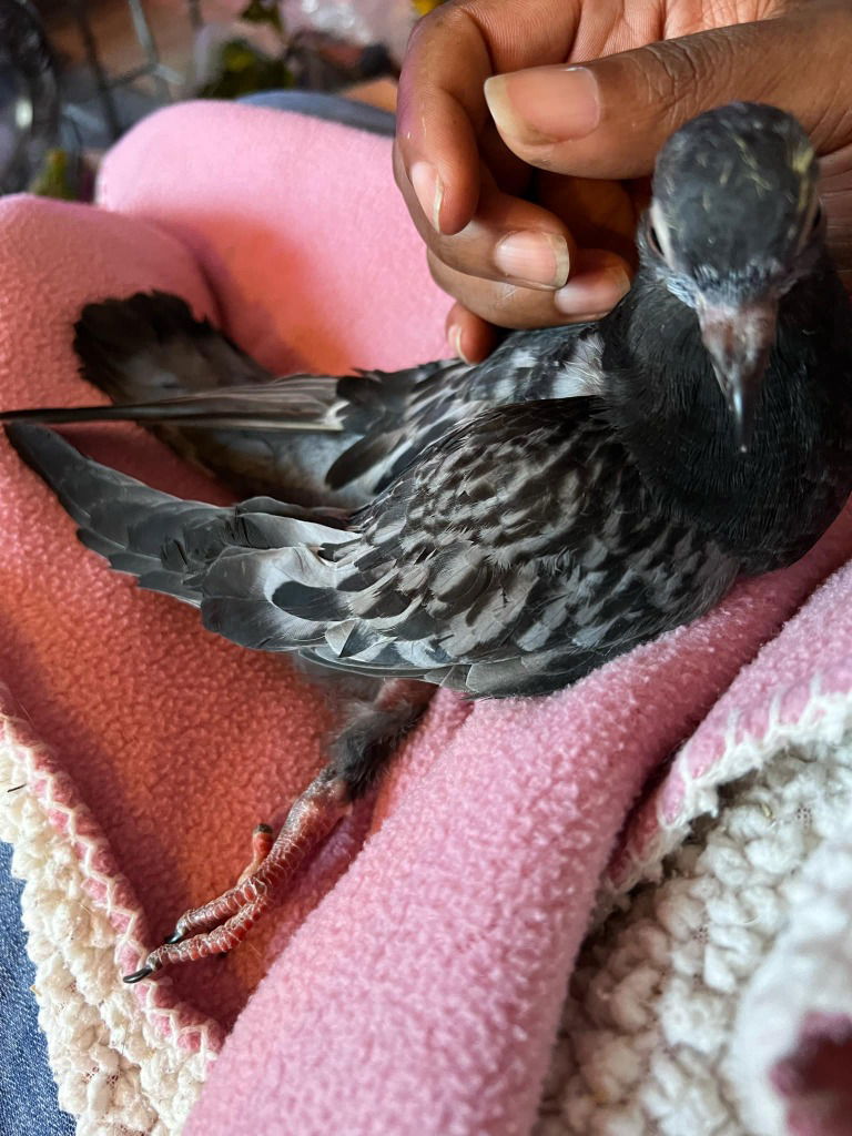 adoptable Bird in San Francisco, CA named Twinkie