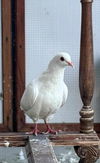 adoptable Bird in  named Bumper