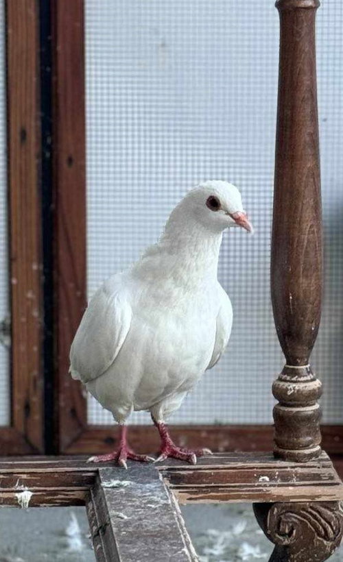 Bumper w/ Latte, a poultry for adoption from Palomacy Pigeon & Dove Adoptions