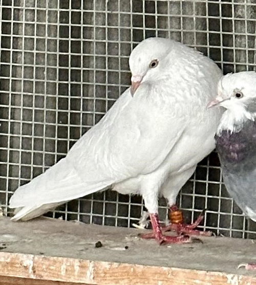 Amity, a poultry for adoption from Palomacy Pigeon & Dove Adoptions
