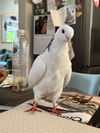 adoptable Bird in  named Wallace