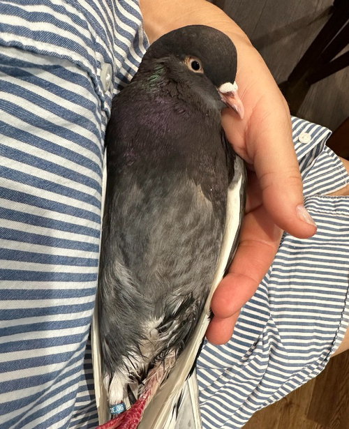 Joy, a poultry for adoption from Palomacy Pigeon & Dove Adoptions