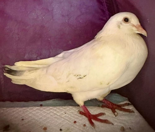 Ripley, a poultry for adoption from Palomacy Pigeon & Dove Adoptions