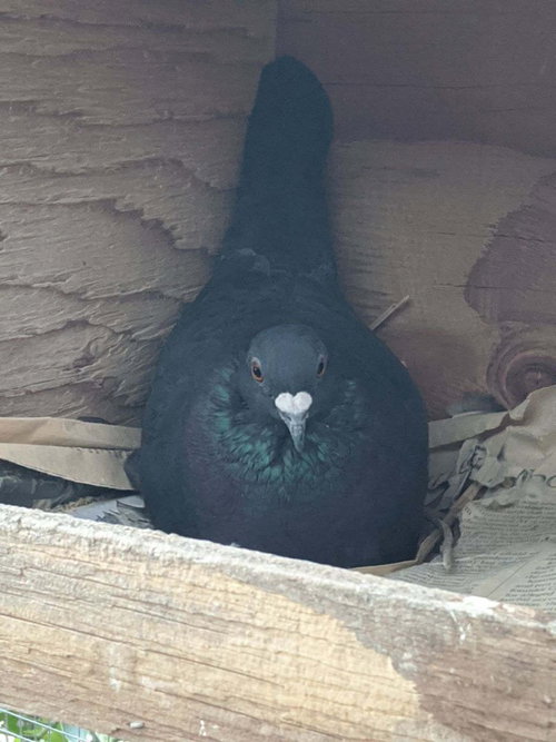 Raisin w/ Caper, a poultry for adoption from Palomacy Pigeon & Dove Adoptions
