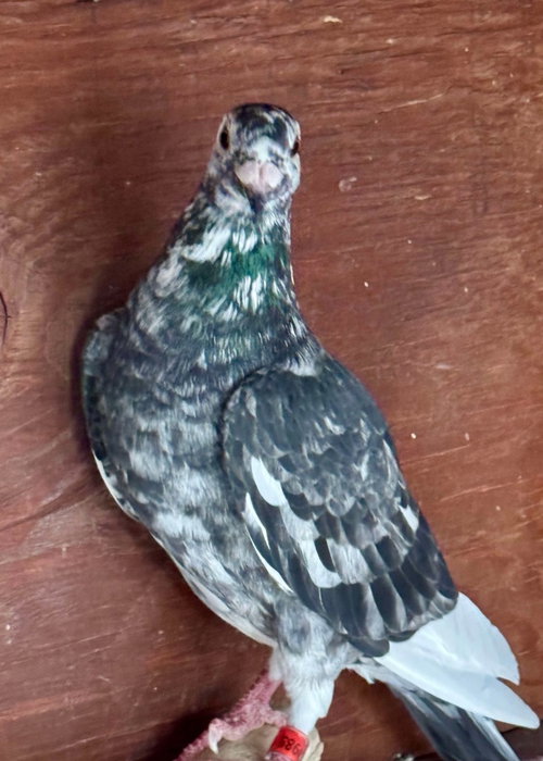 Homie, a poultry for adoption from Palomacy Pigeon & Dove Adoptions