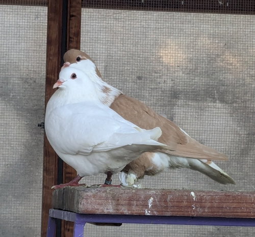 Latte w/ Bumper, a poultry for adoption from Palomacy Pigeon & Dove Adoptions