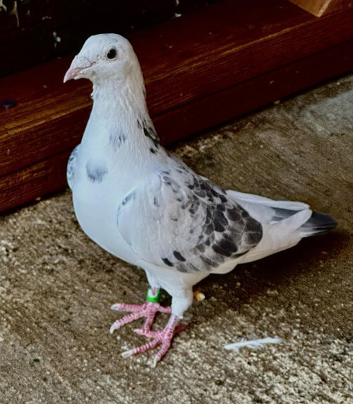 Alice w/ Gumball, a poultry for adoption from Palomacy Pigeon & Dove Adoptions