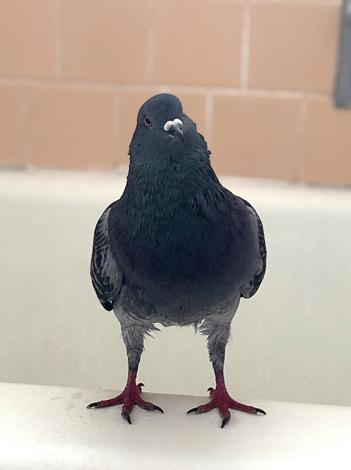 Mardi Gras w/ Peck, a poultry for adoption from Palomacy Pigeon & Dove Adoptions