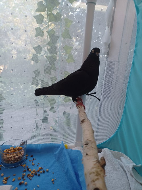 Princess Thumbelina, a poultry for adoption from Palomacy Pigeon & Dove Adoptions