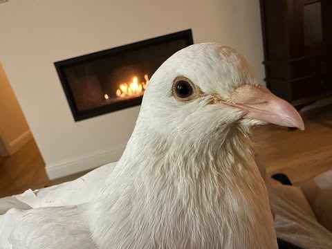 Bonita, a poultry for adoption from Palomacy Pigeon & Dove Adoptions