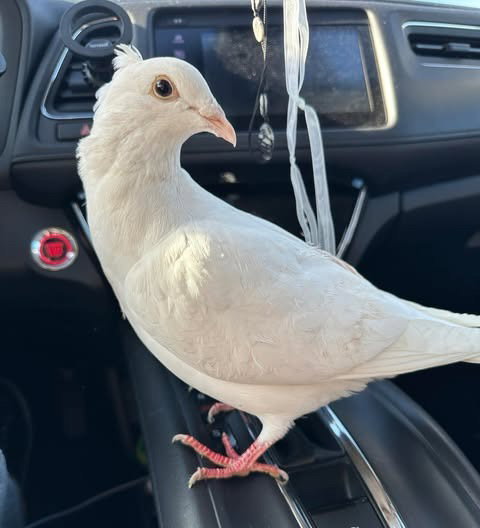 Mistletoe w/ Spud, a poultry for adoption from Palomacy Pigeon & Dove Adoptions