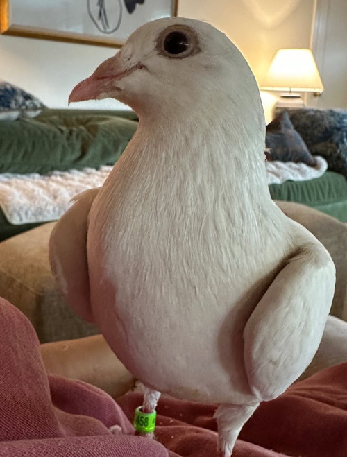 Evan w/ Silver, a poultry for adoption from Palomacy Pigeon & Dove Adoptions