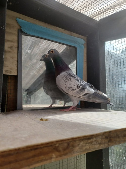 Speedracer McQueen, a poultry for adoption from Palomacy Pigeon & Dove Adoptions
