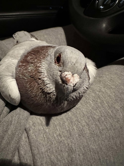 Buttercup, a poultry for adoption from Palomacy Pigeon & Dove Adoptions