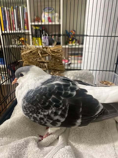 Stevie, a poultry for adoption from Palomacy Pigeon & Dove Adoptions
