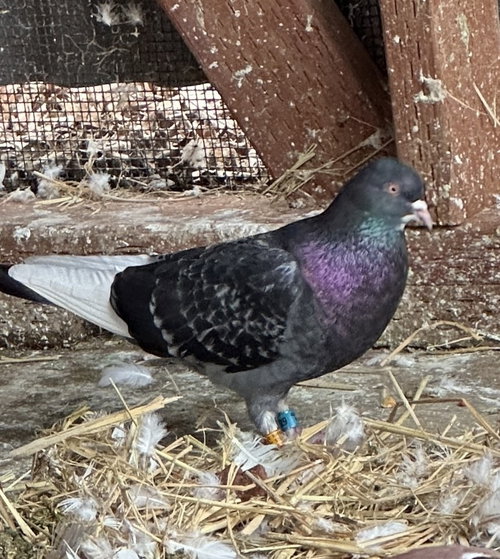 Boo, a poultry for adoption from Palomacy Pigeon & Dove Adoptions