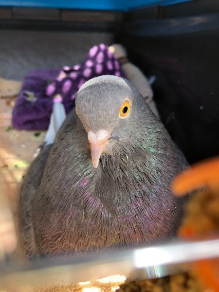 Peck w/ Mardi Gras, a poultry for adoption from Palomacy Pigeon & Dove Adoptions