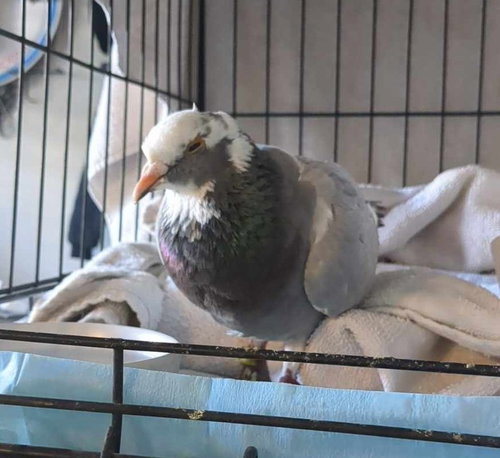William, a poultry for adoption from Palomacy Pigeon & Dove Adoptions
