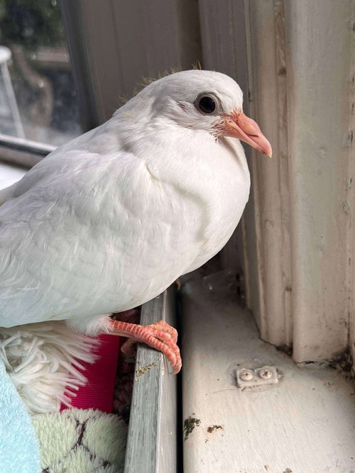 Spirit w/Buoy, a poultry for adoption from Palomacy Pigeon & Dove Adoptions