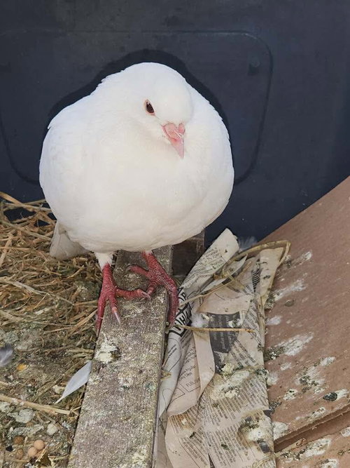 Tunie, a poultry for adoption from Palomacy Pigeon & Dove Adoptions