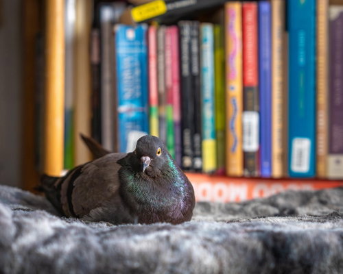 Smidgeon w/CJ, a poultry for adoption from Palomacy Pigeon & Dove Adoptions