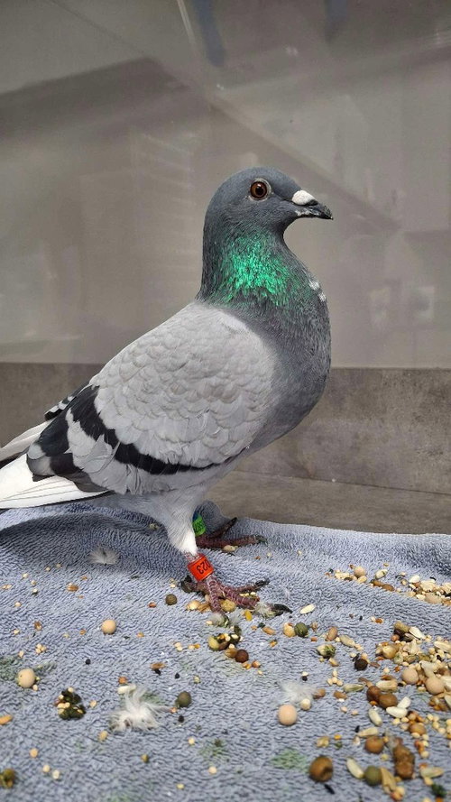 Sugar Plum w/Sassafras Starlene, a poultry for adoption from Palomacy Pigeon & Dove Adoptions