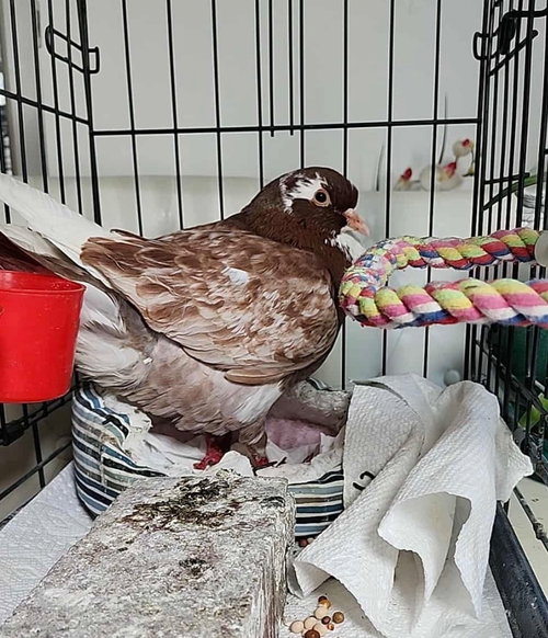Billie, a poultry for adoption from Palomacy Pigeon & Dove Adoptions