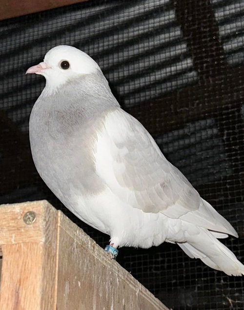 Silver w/Evan, a poultry for adoption from Palomacy Pigeon & Dove Adoptions