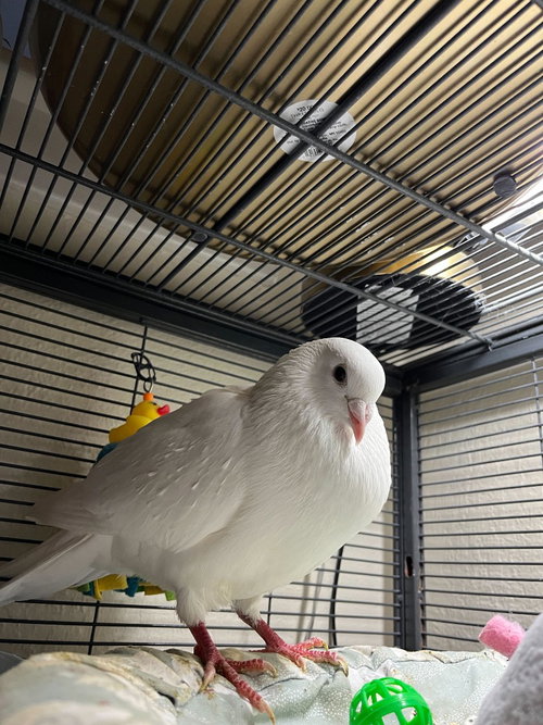 Viper, a poultry for adoption from Palomacy Pigeon & Dove Adoptions