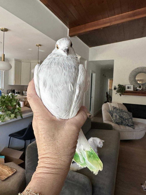 Bobbin, a poultry for adoption from Palomacy Pigeon & Dove Adoptions