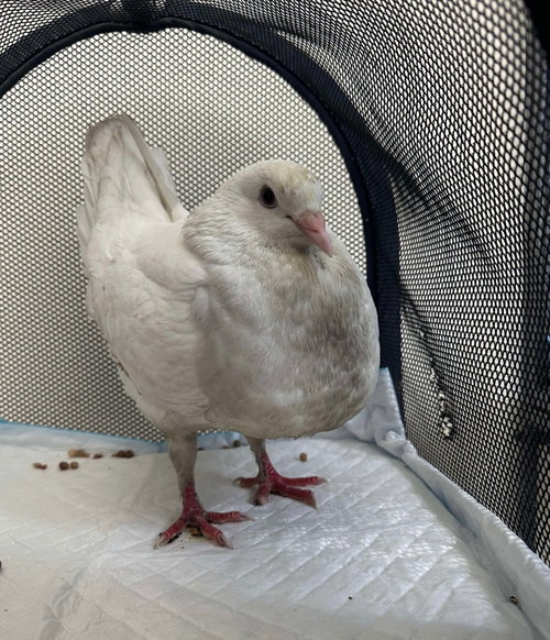 Fable, a poultry for adoption from Palomacy Pigeon & Dove Adoptions