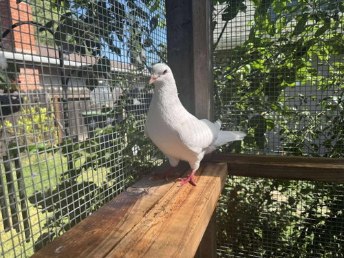 Paul Simon w/Medusa, a poultry for adoption from Palomacy Pigeon & Dove Adoptions