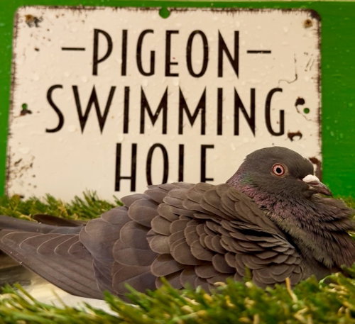 Flapjack, a poultry for adoption from Palomacy Pigeon & Dove Adoptions