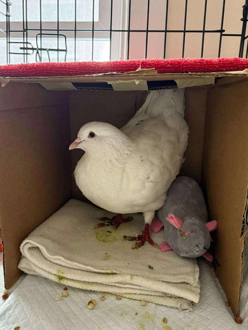Churro, a poultry for adoption from Palomacy Pigeon & Dove Adoptions