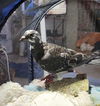 adoptable Bird in San Francisco, CA named Sassafras Starlene
