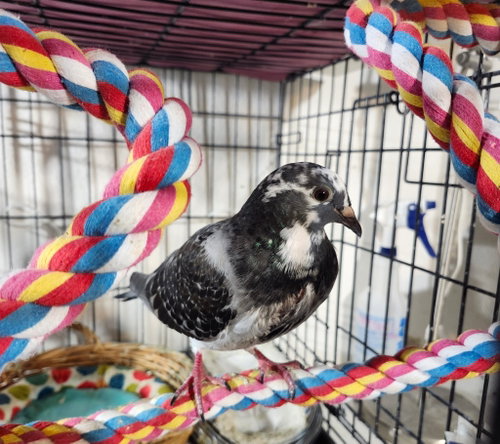 Sassafras Starlene w/Sugar Plum, a poultry for adoption from Palomacy Pigeon & Dove Adoptions