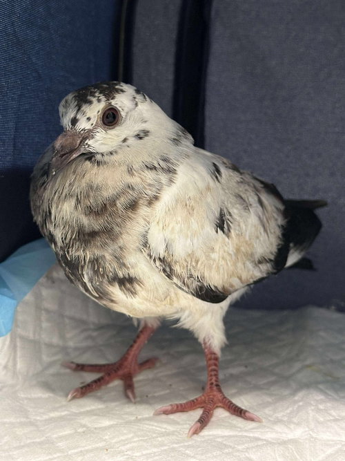 Templeton, a poultry for adoption from Palomacy Pigeon & Dove Adoptions
