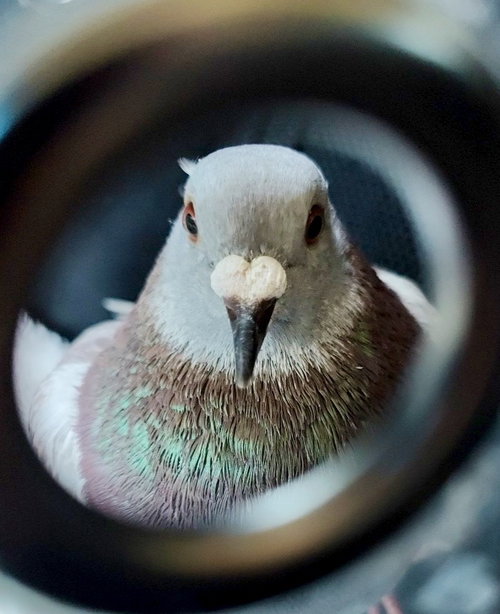 Brewster, a poultry for adoption from Palomacy Pigeon & Dove Adoptions