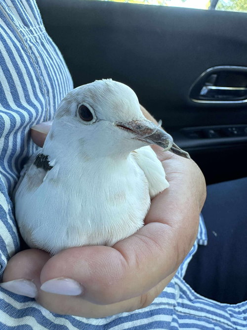 Coco, a poultry for adoption from Palomacy Pigeon & Dove Adoptions