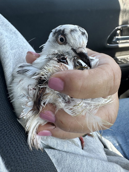 Bowzer w/Coral, a poultry for adoption from Palomacy Pigeon & Dove Adoptions