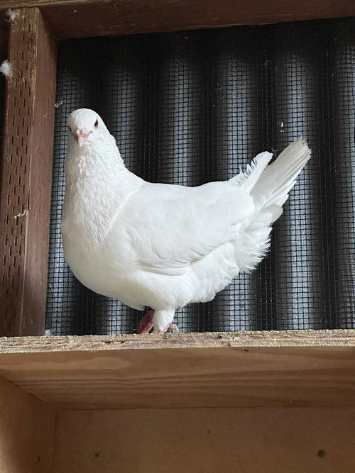 Spud w/ Mistletoe, a poultry for adoption from Palomacy Pigeon & Dove Adoptions