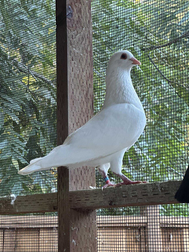 Amina
