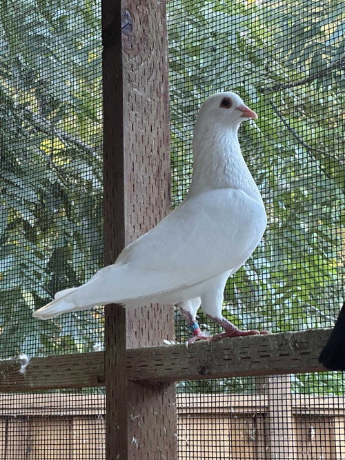 Amina, a poultry for adoption from Palomacy Pigeon & Dove Adoptions