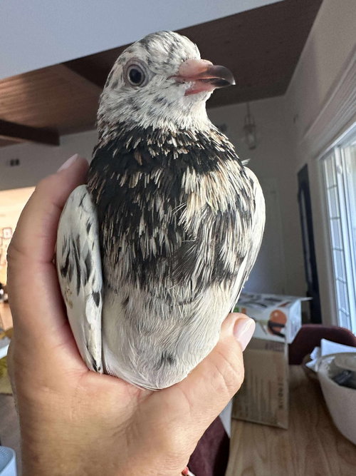 Momo w/Garbo, a poultry for adoption from Palomacy Pigeon & Dove Adoptions