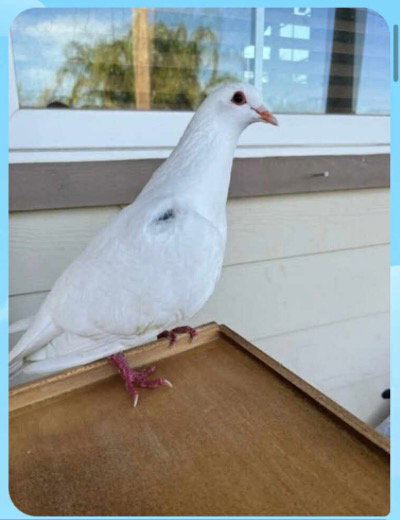 Bella w/Ducky, a poultry for adoption from Palomacy Pigeon & Dove Adoptions