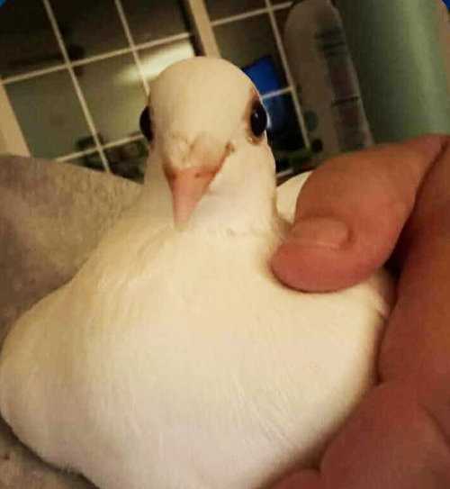 Lake w/Ace, a poultry for adoption from Palomacy Pigeon & Dove Adoptions