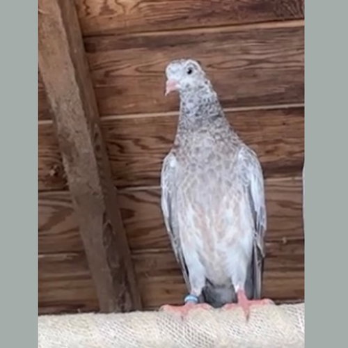 Buttons, a poultry for adoption from Palomacy Pigeon & Dove Adoptions